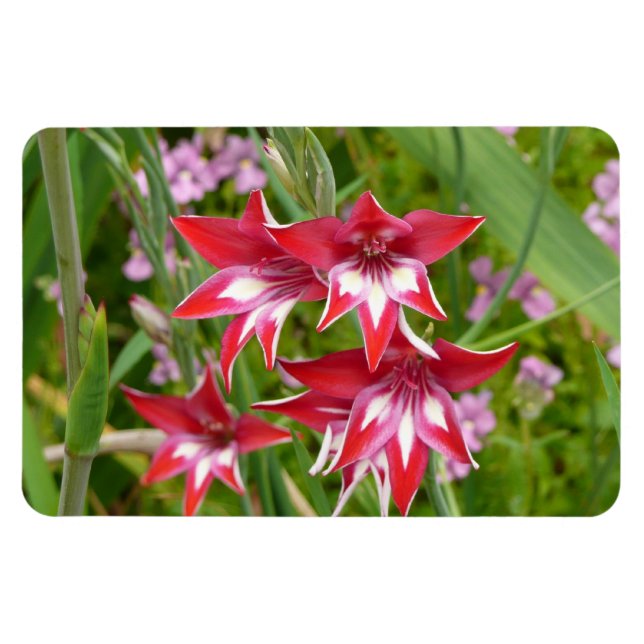 Red and White Gladiolas Summer Botanical Magnet (Horizontal)