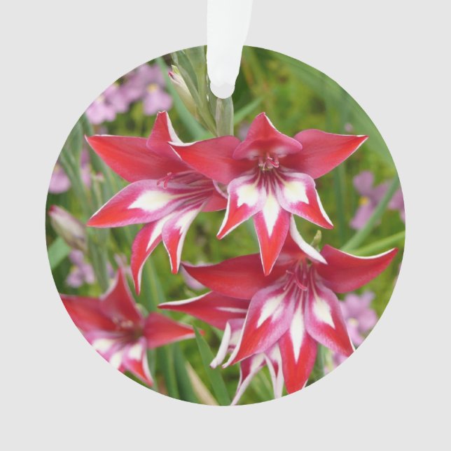 Red and White Gladiolas Summer Botanical Ornament (Front)