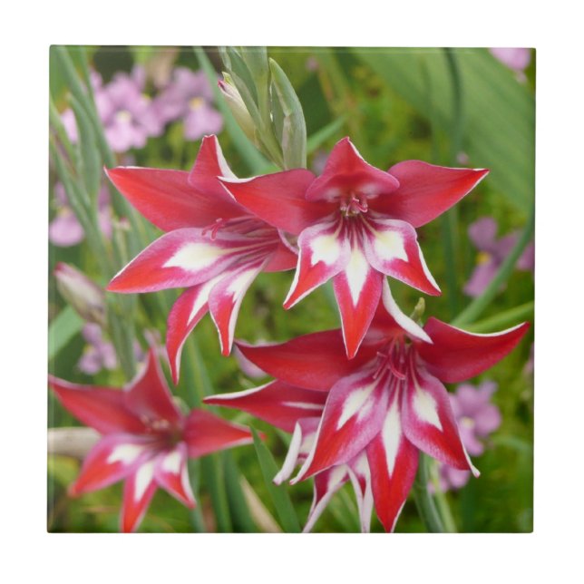 Red and White Gladiolas Summer Botanical Tile (Front)