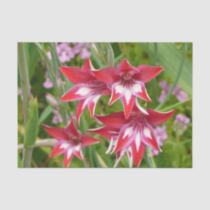 Red and White Gladiolas Summer Botanical Tissue Paper