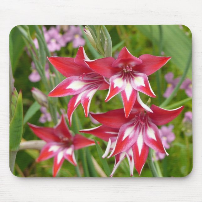 Red and White Gladiolas Summer Garden Mouse Pad (Front)