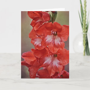 Red and White Gladiolus Flowers Note Card