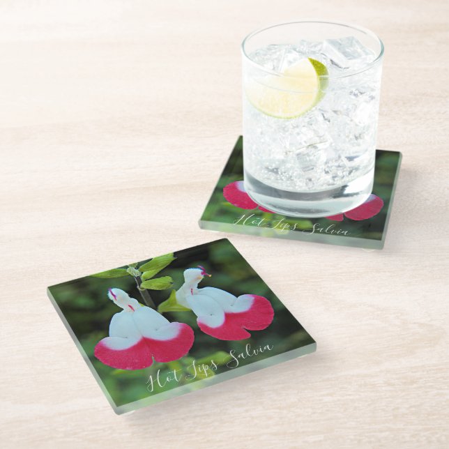 Red and White Hot Lips Salvia Floral Glass Coaster (Angled)