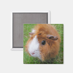 Red and White, Long Hair Guinea Pig in Grass Magnet