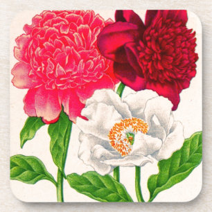 red and white peony coaster