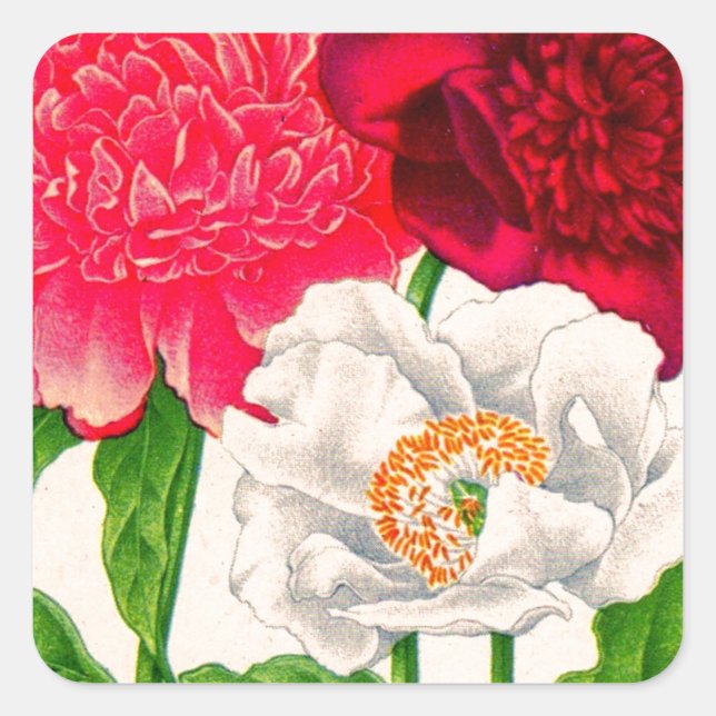 red and white peony square sticker (Front)