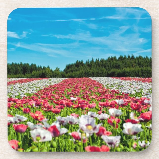 Red and White Poppy Field Coaster (Front)