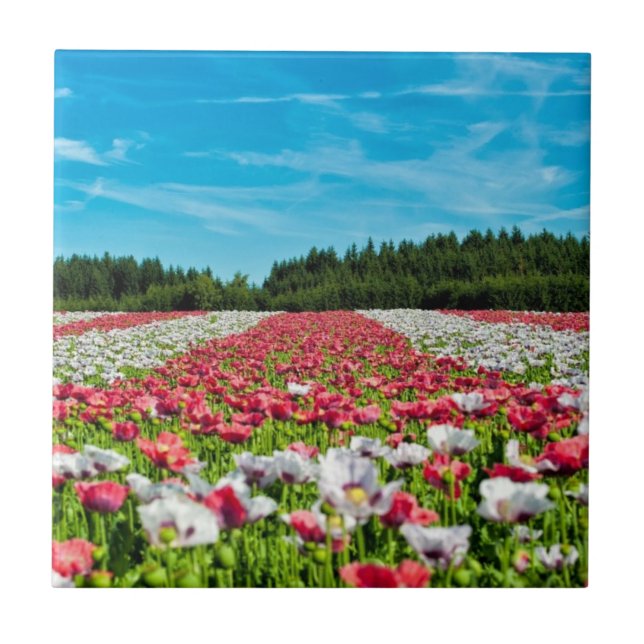 Red and White Poppy Field Tile (Front)