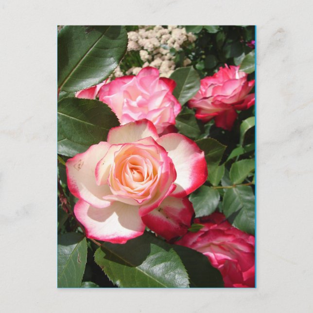 Red and White Rose Flower Floral Roses Card (Front)