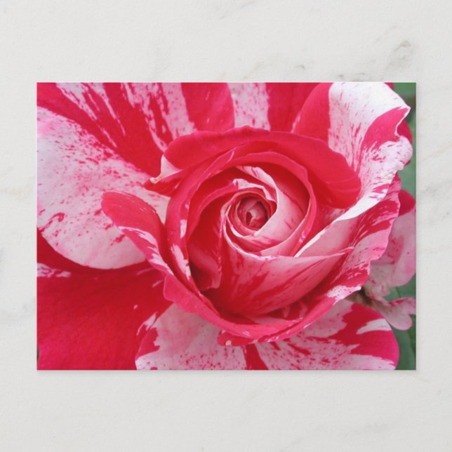 Red and White Rose Postcard (Front)