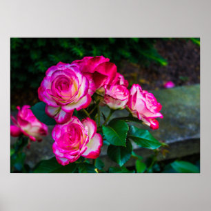 Red and White Roses Poster