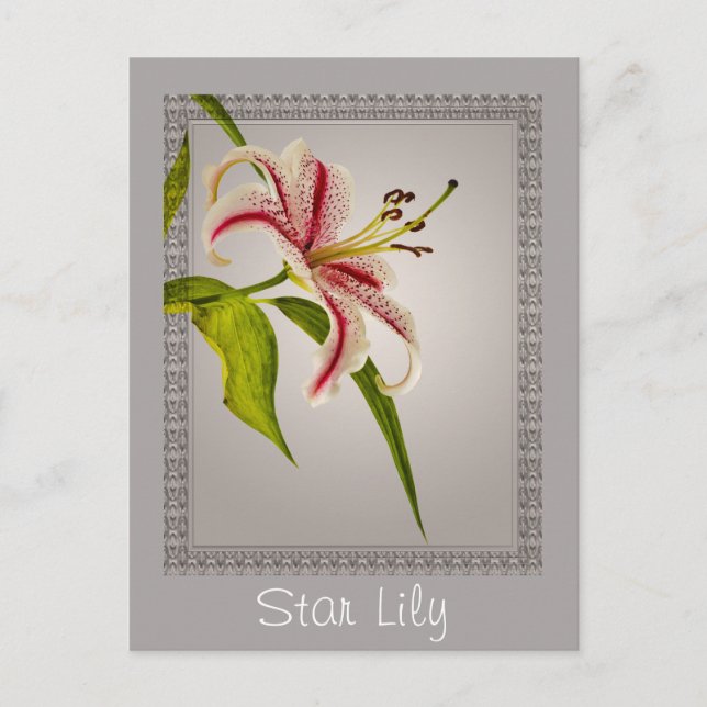 Red and White Star Lily on Shades of Grey Postcard (Front)
