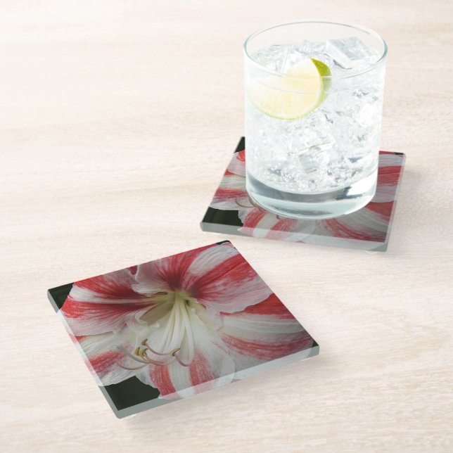Red and White Striped Christmas Amaryllis Floral Glass Coaster (Angled)
