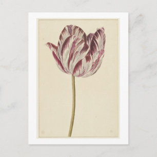 Red and white tulip (1700 - 1800) by anonymous postcard