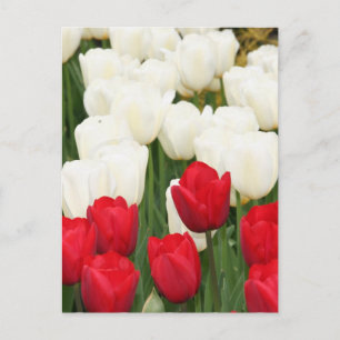 Red and White Tulips Postcard
