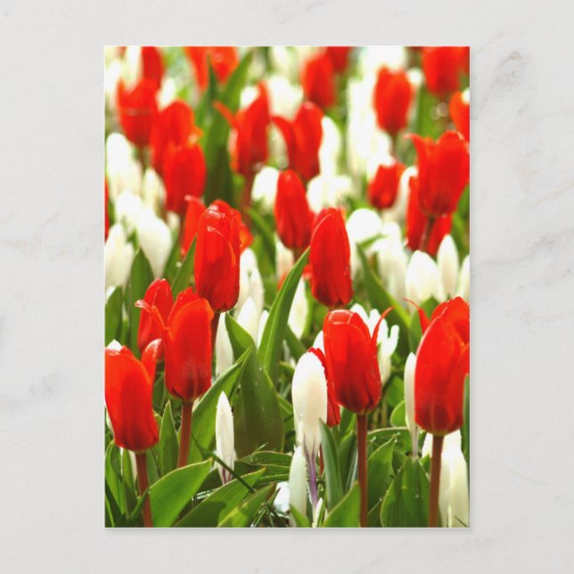 Red and White Tulips Postcard (Front)