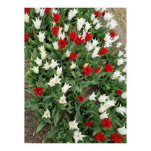Red and white tulips