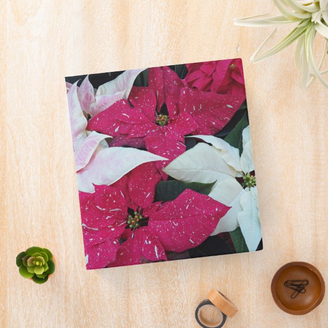 Red and White Variegated Poinsettias Holiday Binder (In Situ)
