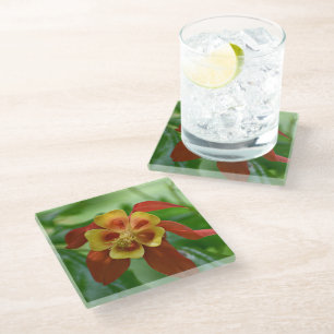 Red and Yellow Bicolor Columbine Floral Glass Coaster