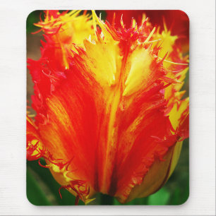 Red And Yellow Close-up Curly Tulip Mouse Pad