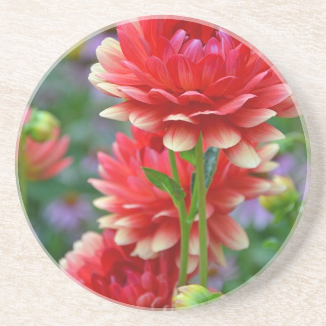 Red and yellow dahlia flowers coaster (Front)