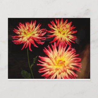Red and Yellow Dahlia Postcard