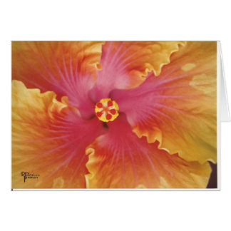 Red and Yellow Hibiscus