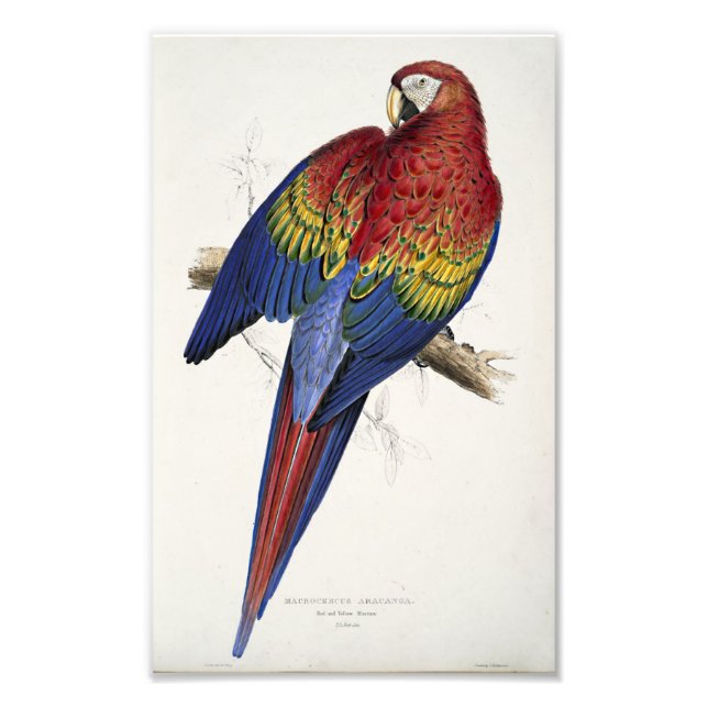 Red And Yellow Macaw Edward Lear Illustration Photo Print (Front)