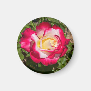 Red and Yellow Rose Magnet