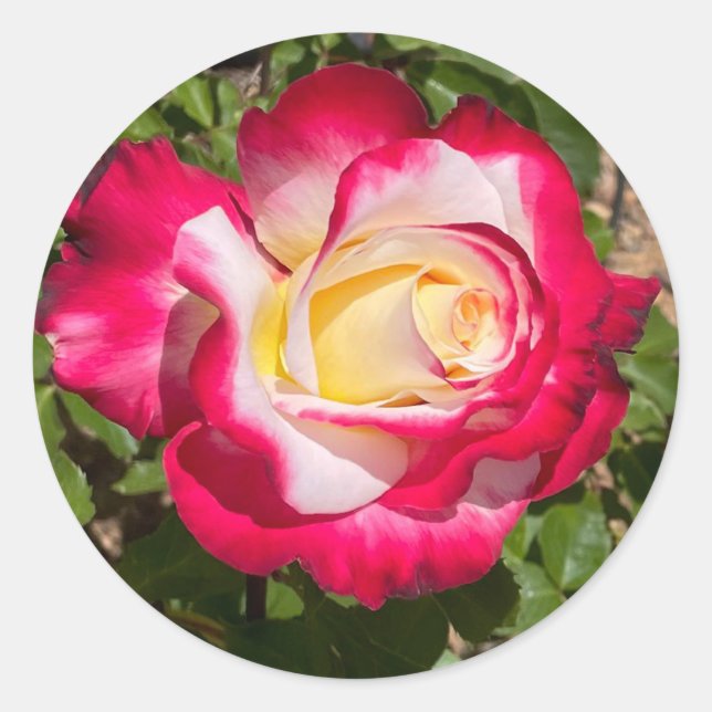 Red and Yellow Rose Stickers (Front)