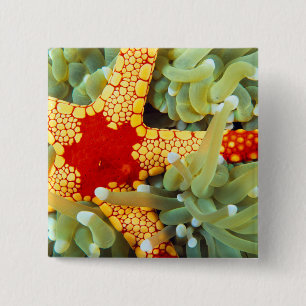 Red And Yellow Sea Star 2 Inch Square Button