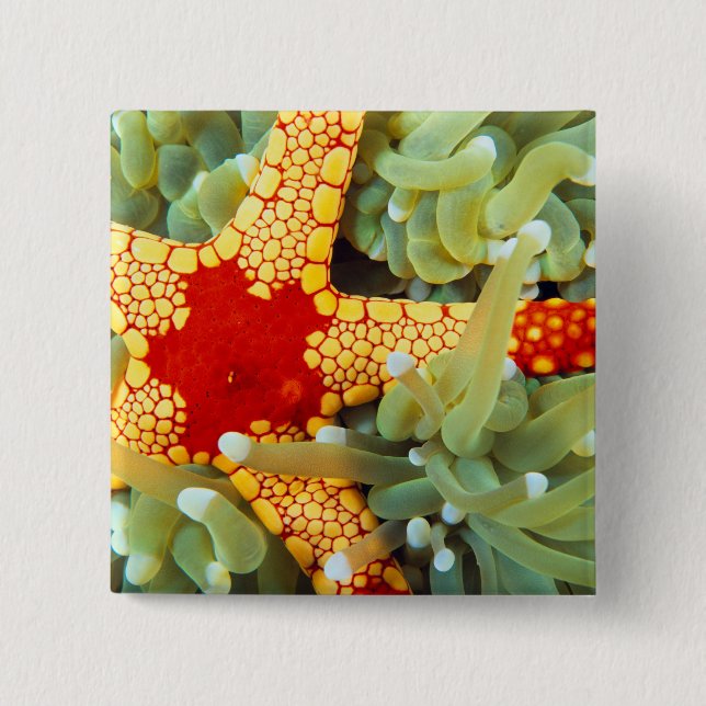 Red And Yellow Sea Star 2 Inch Square Button (Front)
