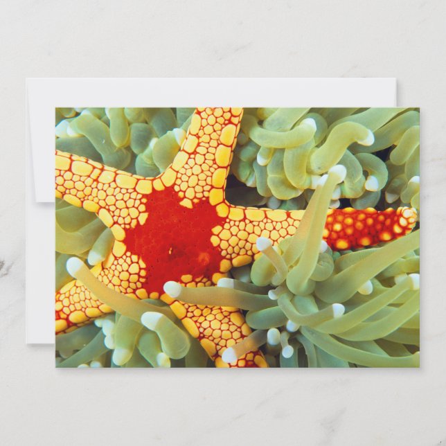 Red And Yellow Sea Star Card (Front)