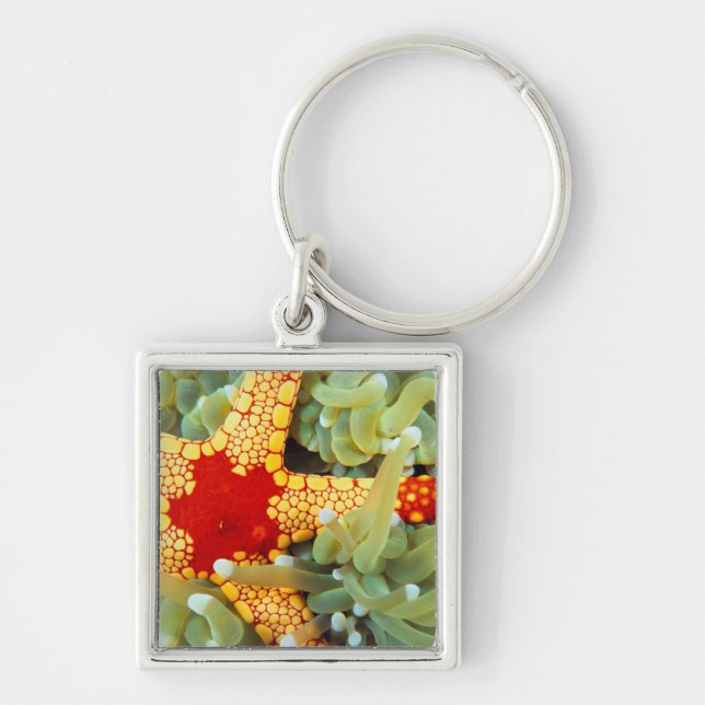 Red And Yellow Sea Star Keychain (Front)