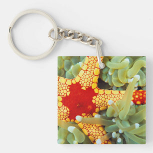 Red And Yellow Sea Star Keychain
