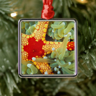 Red And Yellow Sea Star Metal Ornament