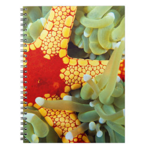Red And Yellow Sea Star Notebook