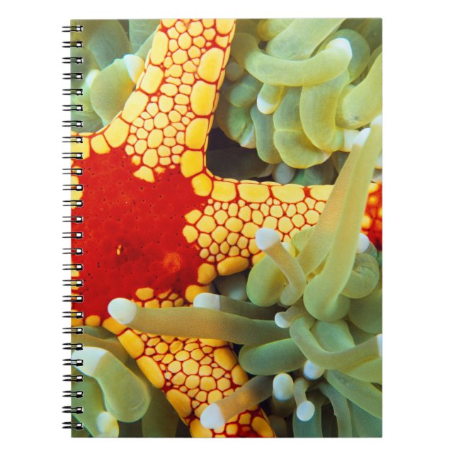 Red And Yellow Sea Star Notebook (Front)