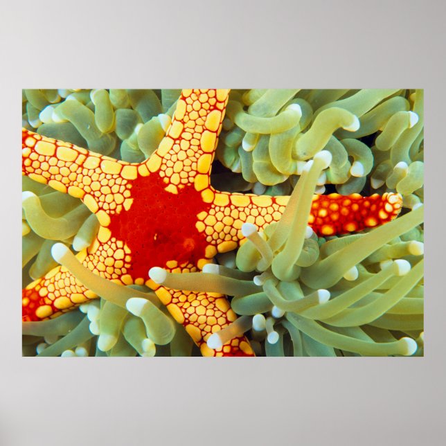Red And Yellow Sea Star Poster (Front)