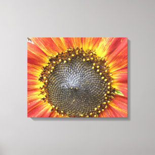 Red and Yellow Sunflower Canvas Print