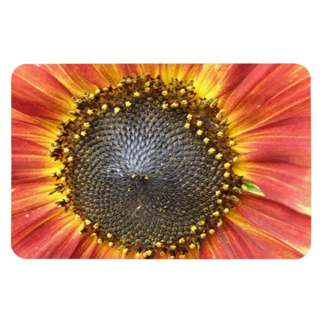 Red and Yellow Sunflower Premium Magnet (Horizontal)