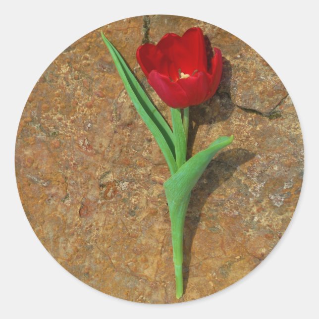 Red and Yellow Tulip Classic Round Sticker (Front)