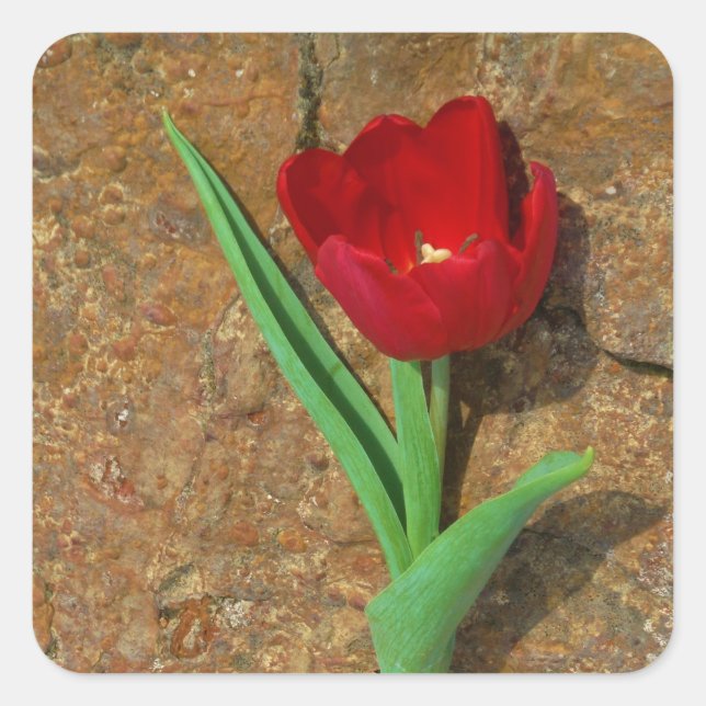 Red and Yellow Tulip Square Sticker (Front)