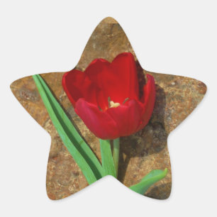 Red and Yellow Tulip Star Sticker