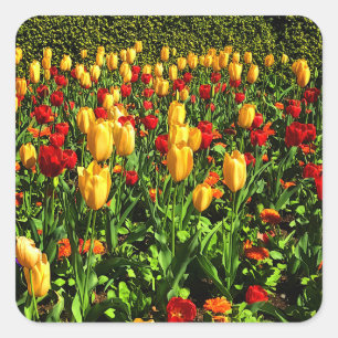 Red and Yellow Tulips #1 Sticker