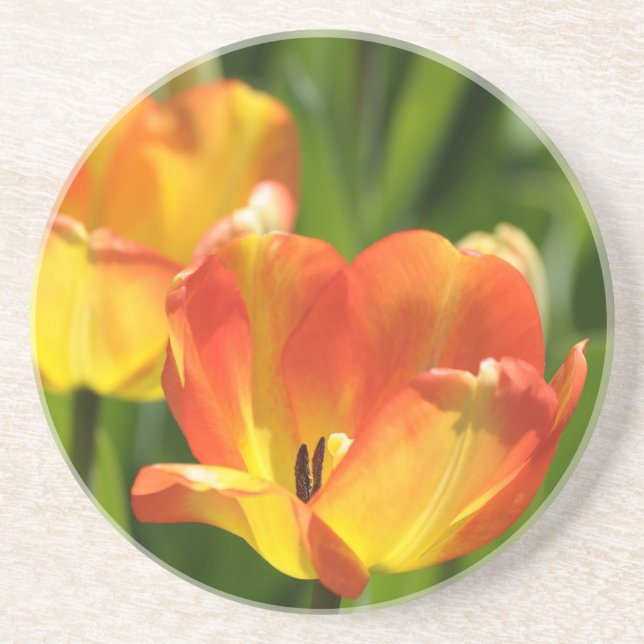 Red and yellow tulips in spring garden coaster (Front)