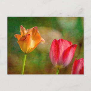 Red and yellow tulips on textured background postcard