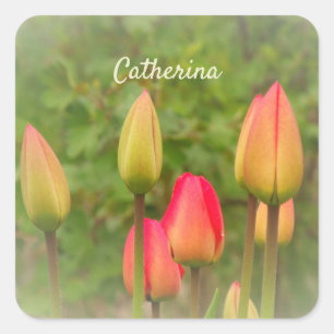Red and Yellow Tulips Personalized Photo  Square Sticker