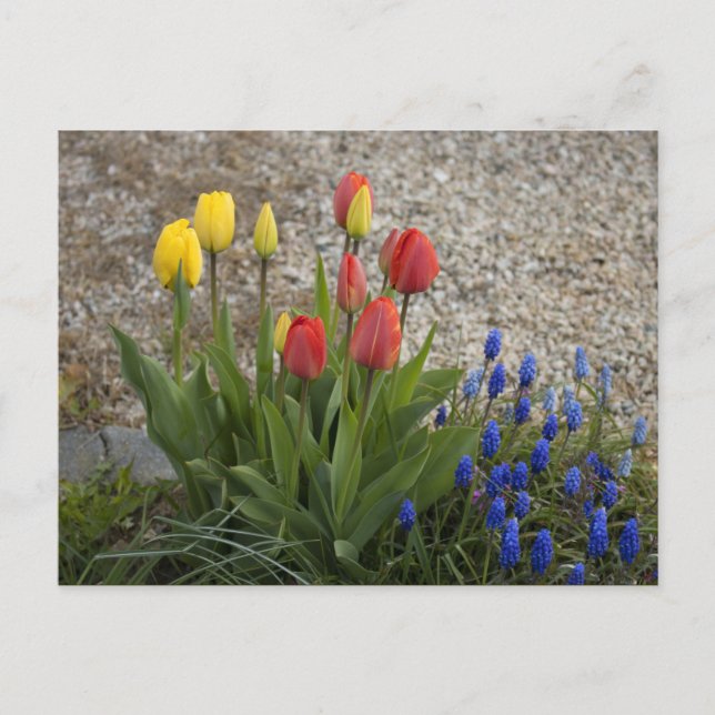 Red And Yellow Tulips Postcard (Front)