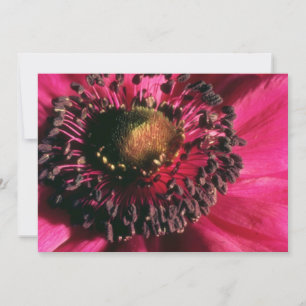 Red Anemone flowers